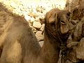 Click image for larger version

Name:	tunezja-libia 114.jpg
Views:	74
Size:	31.5 KB
ID:	9037467