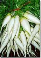 Click image for larger version

Name:	mooli2.jpg
Views:	104
Size:	11.7 KB
ID:	9038091