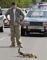 Click image for larger version

Name:	duck crossing.jpg
Views:	302
Size:	56.3 KB
ID:	9038460