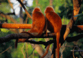 Click image for larger version

Name:	monkeyshines.gif
Views:	284
Size:	94.0 KB
ID:	9038468