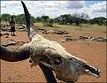 Click image for larger version

Name:	whaleboysfate.jpg
Views:	192
Size:	61.3 KB
ID:	9038788