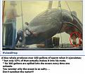 Click image for larger version

Name:	whale.jpg
Views:	340
Size:	74.5 KB
ID:	9039117
