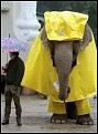 Click image for larger version

Name:	rainydayelephant.jpg
Views:	319
Size:	17.3 KB
ID:	9039196