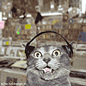 Click image for larger version

Name:	att00031.gif
Views:	98
Size:	234.5 KB
ID:	9043510