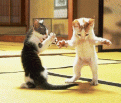 Click image for larger version

Name:	cats dancing.gif
Views:	106
Size:	284.7 KB
ID:	9043543