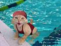 Click image for larger version

Name:	wet cat.jpg
Views:	244
Size:	40.9 KB
ID:	9044184