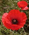 Click image for larger version

Name:	poppy.jpg
Views:	229
Size:	82.0 KB
ID:	9044267
