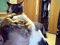 Click image for larger version

Name:	cathead.jpg
Views:	213
Size:	119.3 KB
ID:	9044459
