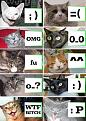 Click image for larger version

Name:	catsown.jpg
Views:	251
Size:	76.6 KB
ID:	9044614