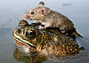 Click image for larger version

Name:	060705-mouse-frog_big.jpg
Views:	162
Size:	49.3 KB
ID:	9045098