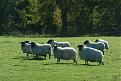Click image for larger version

Name:	sheep.jpg
Views:	200
Size:	37.1 KB
ID:	9045174
