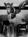 Click image for larger version

Name:	cattatooie.gif
Views:	325
Size:	55.5 KB
ID:	9045318
