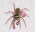 Click image for larger version

Name:	hobospider.jpg
Views:	156
Size:	16.1 KB
ID:	9046086