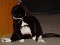 Click image for larger version

Name:	ratooney-a.jpg
Views:	121
Size:	66.1 KB
ID:	9046106