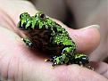 Click image for larger version

Name:	bombina_orientalis.jpg
Views:	206
Size:	25.1 KB
ID:	9046229
