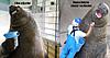 Click image for larger version

Name:	theybestealinmybucketseal.jpg
Views:	265
Size:	71.9 KB
ID:	9046451