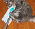 Click image for larger version

Name:	pussycat.jpg
Views:	131
Size:	38.5 KB
ID:	9047397