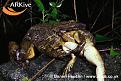 Click image for larger version

Name:	large-goliath-frog-eating-another.jpg
Views:	187
Size:	52.8 KB
ID:	9050944