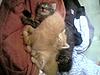 Click image for larger version

Name:	chatons dorment.jpg
Views:	282
Size:	63.8 KB
ID:	9050966