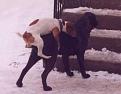 Click image for larger version

Name:	dog-mating-mismatch.jpg
Views:	334
Size:	18.4 KB
ID:	9051586
