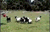 Click image for larger version

Name:	faintinggoats.gif
Views:	124
Size:	87.2 KB
ID:	9051614