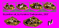 Click image for larger version

Name:	byzantinesets__.png
Views:	355
Size:	16.2 KB
ID:	9051631