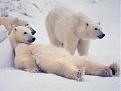 Click image for larger version

Name:	lazy-bear.jpg
Views:	158
Size:	74.7 KB
ID:	9053856
