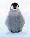 Click image for larger version

Name:	fluffy_penguin.jpg
Views:	117
Size:	152.7 KB
ID:	9053992