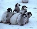 Click image for larger version

Name:	baby_3.jpg
Views:	102
Size:	29.8 KB
ID:	9053997