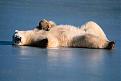 Click image for larger version

Name:	polar-bear.jpg
Views:	97
Size:	12.6 KB
ID:	9053999