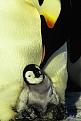 Click image for larger version

Name:	marchofthepenguins_1.jpg
Views:	97
Size:	40.6 KB
ID:	9054000