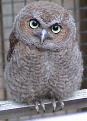 Click image for larger version

Name:	screech owl04.jpg
Views:	344
Size:	81.4 KB
ID:	9055518