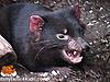 Click image for larger version

Name:	tasmanian-devil.jpg
Views:	251
Size:	23.5 KB
ID:	9055540