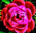 Click image for larger version

Name:	damask.jpg
Views:	146
Size:	24.7 KB
ID:	9055671