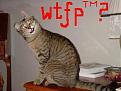 Click image for larger version

Name:	wtfcat.jpg
Views:	134
Size:	12.3 KB
ID:	9059357