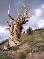 Click image for larger version

Name:	oldest tree.jpg
Views:	351
Size:	103.3 KB
ID:	9059650