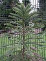 Click image for larger version

Name:	wollemi_pine.jpg
Views:	399
Size:	247.3 KB
ID:	9059678