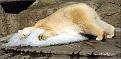 Click image for larger version

Name:	polarbear2.jpg
Views:	321
Size:	52.1 KB
ID:	9060499