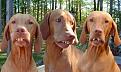Click image for larger version

Name:	redneckbirddogs.jpg
Views:	122
Size:	95.3 KB
ID:	9061427