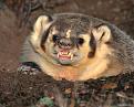 Click image for larger version

Name:	badger.jpg
Views:	325
Size:	56.1 KB
ID:	9061581