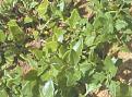 Click image for larger version

Name:	warrigalgreens.jpg
Views:	101
Size:	33.3 KB
ID:	9061905