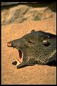 Click image for larger version

Name:	peccary.jpg
Views:	203
Size:	133.6 KB
ID:	9061920