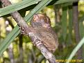 Click image for larger version

Name:	tarsier_3.jpg
Views:	148
Size:	60.1 KB
ID:	9062020