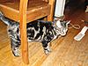 Click image for larger version

Name:	gizmo.jpg
Views:	186
Size:	132.0 KB
ID:	9063193
