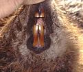 Click image for larger version

Name:	beaver2.jpg
Views:	158
Size:	51.6 KB
ID:	9063213