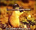 Click image for larger version

Name:	hamster bazooka.jpg
Views:	370
Size:	14.5 KB
ID:	9063229