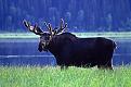 Click image for larger version

Name:	g-bull-moose.jpg
Views:	118
Size:	35.2 KB
ID:	9063434