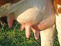 Click image for larger version

Name:	udder.jpg
Views:	249
Size:	13.2 KB
ID:	9063684
