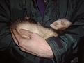 Click image for larger version

Name:	sleepy rat 98.jpg
Views:	195
Size:	51.9 KB
ID:	9063825