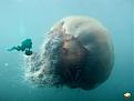 Click image for larger version

Name:	giant_jellyfish.jpg
Views:	251
Size:	30.3 KB
ID:	9067300